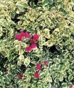 Raspberry Ice Bougainvillea Live Plant – Pink & Cream Variegated – Pack of 2, 5-9 inches tall - Image 4