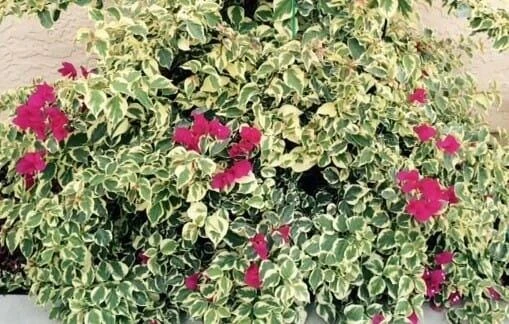 Raspberry Ice Bougainvillea Live Plant – Pink & Cream Variegated – Pack of 2, 5-9 inches tall - Image 4