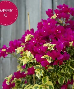 Raspberry Ice Bougainvillea Live Plant – Pink & Cream Variegated – Pack of 2, 5-9 inches tall - Image 5