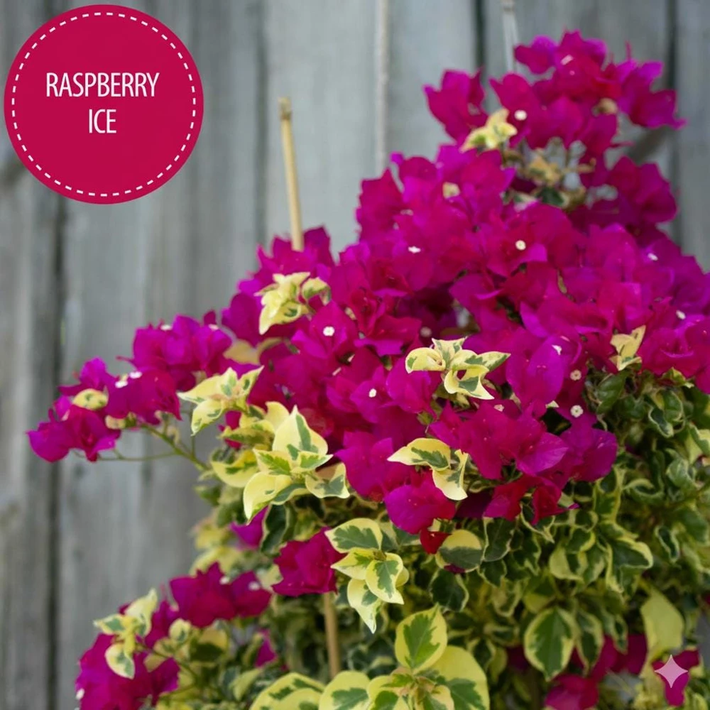 Raspberry Ice Bougainvillea Live Plant – Pink & Cream Variegated – Pack of 2, 5-9 inches tall - Image 5