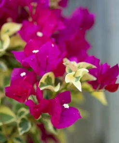 Raspberry Ice Bougainvillea Live Plant – Pink & Cream Variegated – Pack of 2, 5-9 inches tall - Image 6