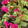 Raspberry Ice Bougainvillea Live Plant – Pink & Cream Variegated – Pack of 2, 5-9 inches tall - Image 1