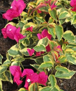 Raspberry Ice Bougainvillea Live Plant – Pink & Cream Variegated – Pack of 2, 5-9 inches tall - Image 1