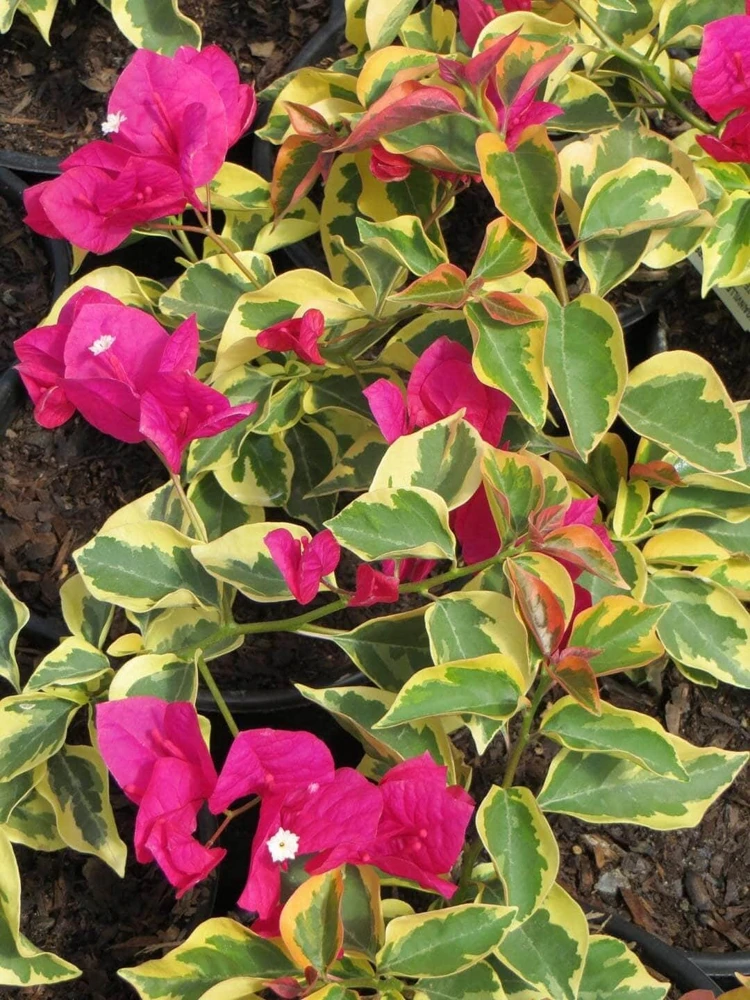 Raspberry Ice Bougainvillea Live Plant – Pink & Cream Variegated – Pack of 2, 5-9 inches tall - Image 1