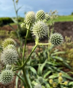 Rattlesnake Master Plant - Eryngium yuccifolium - Live Plant in 4 Inch Pot - Outdoor - Image 2
