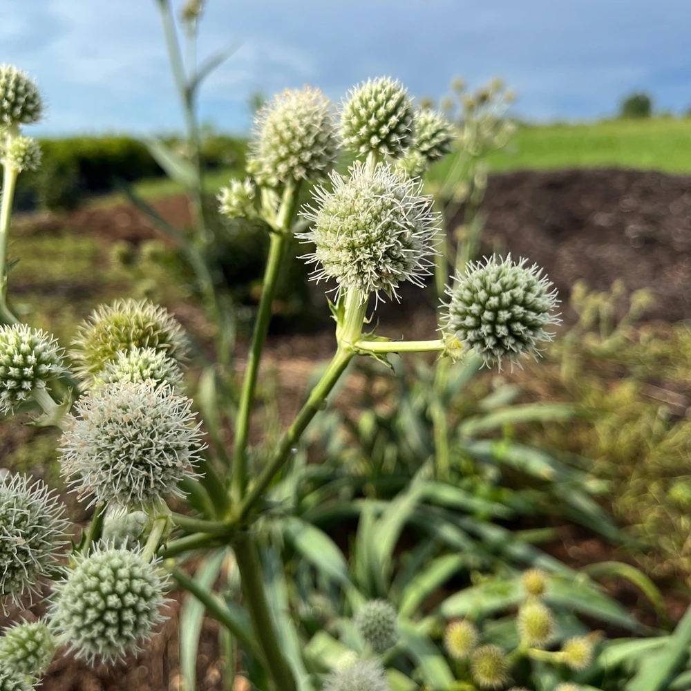 Rattlesnake Master Plant - Eryngium yuccifolium - Live Plant in 4 Inch Pot - Outdoor - Image 2
