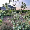 Rattlesnake Master Plant - Eryngium yuccifolium - Live Plant in 4 Inch Pot - Outdoor - Image 1