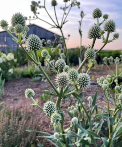 Rattlesnake Master Plant - Eryngium yuccifolium - Live Plant in 4 Inch Pot - Outdoor - Image 1