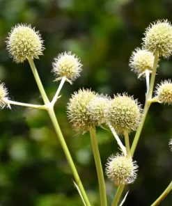Rattlesnake Master Seeds - Eryngium Yuccifolium Flower Seeds (200 Count) - White Blooms, Zones 4-8 - Image 10