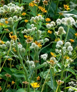 Rattlesnake Master Seeds - Eryngium Yuccifolium Flower Seeds (200 Count) - White Blooms, Zones 4-8 - Image 11
