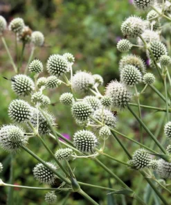 Rattlesnake Master Seeds - Eryngium Yuccifolium Flower Seeds (200 Count) - White Blooms, Zones 4-8 - Image 2