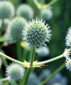 Rattlesnake Master Seeds - Eryngium Yuccifolium Flower Seeds (200 Count) - White Blooms, Zones 4-8 - Image 3
