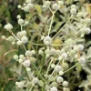 Rattlesnake Master Seeds - Eryngium Yuccifolium Flower Seeds (200 Count) - White Blooms, Zones 4-8 - Image 1