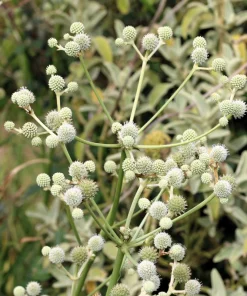 Rattlesnake Master Seeds - Eryngium Yuccifolium Flower Seeds (200 Count) - White Blooms, Zones 4-8 - Image 1