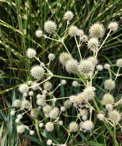 Rattlesnake Master Seeds - Eryngium Yuccifolium Flower Seeds (200 Count) - White Blooms, Zones 4-8 - Image 4