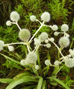 Rattlesnake Master Seeds - Eryngium Yuccifolium Flower Seeds (200 Count) - White Blooms, Zones 4-8 - Image 5