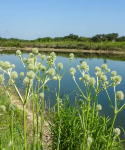 Rattlesnake Master Seeds - Eryngium Yuccifolium Flower Seeds (200 Count) - White Blooms, Zones 4-8 - Image 7