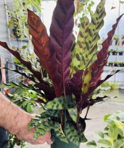 Rattlesnake Plant Live Calathea lancifolia Houseplant - Indoor Prayer Plant - Image 2