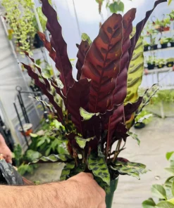 Rattlesnake Plant Live Calathea lancifolia Houseplant - Indoor Prayer Plant - Image 3