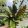 Rattlesnake Plant Live Calathea lancifolia Houseplant - Indoor Prayer Plant - Image 1