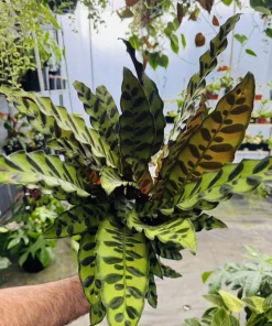 Rattlesnake Plant Live Calathea lancifolia Houseplant - Indoor Prayer Plant - Image 1