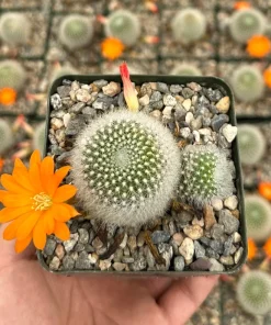 Rebutia Fiebrigii Live Plant - Blooming Cactus, Ornamental, 3 inch Pot - Image 2