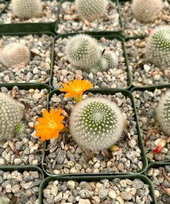 Rebutia Fiebrigii Live Plant - Blooming Cactus, Ornamental, 3 inch Pot - Image 3