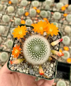 Rebutia Fiebrigii Live Plant - Blooming Cactus, Ornamental, 3 inch Pot - Image 1