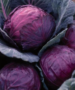 Red Acre Cabbage Seeds - 150 Count Heirloom Vegetable for Gardens - Image 5