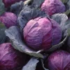 Red Acre Cabbage Seeds - 150 Count Heirloom Vegetable for Gardens - Image 1