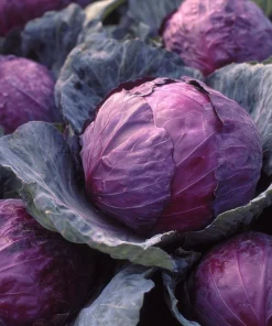 Red Acre Cabbage Seeds - 150 Count Heirloom Vegetable for Gardens - Image 1