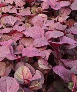 Red Amaranth Vietnamese Seeds - 7000 Heat-Loving Spinach Seeds for Planting - Image 4