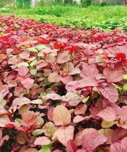 Red Amaranth Vietnamese Seeds - 7000 Heat-Loving Spinach Seeds for Planting - Image 5
