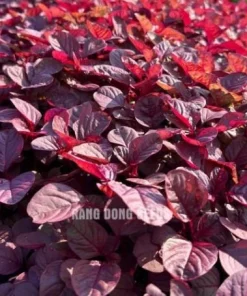 Red Amaranth Vietnamese Seeds - 7000 Heat-Loving Spinach Seeds for Planting - Image 6
