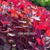 Red Amaranth Vietnamese Seeds - 7000 Heat-Loving Spinach Seeds for Planting - Image 1