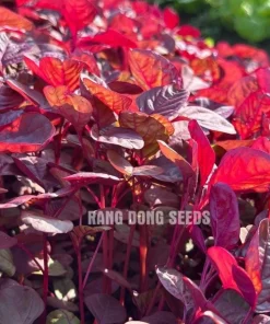 Red Amaranth Vietnamese Seeds - 7000 Heat-Loving Spinach Seeds for Planting - Image 1