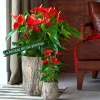 Red Anthurium Live Plant – Flamingo Flower – Tropical Indoor Houseplant - Image 1