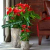 Red Anthurium Live Plant - Vibrant Flowering Houseplant - Image 1