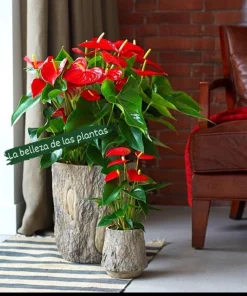 Red Anthurium Live Plant - Vibrant Flowering Houseplant - Image 1