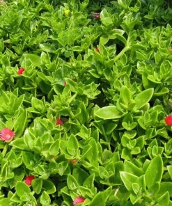 Red Apple Aptenia Live Plant – Spreading Succulent – 2 Pack – 4-6 Inches Tall – Outdoor Ground Cover - Image 3