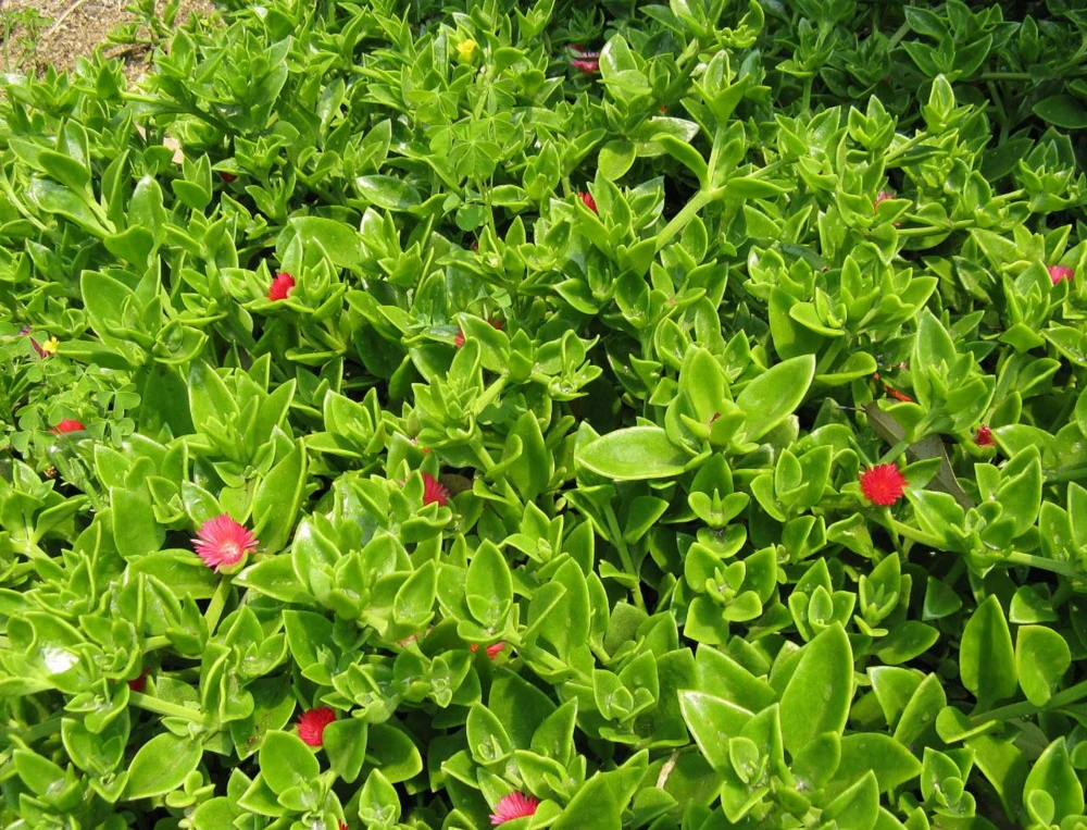 Red Apple Aptenia Live Plant – Spreading Succulent – 2 Pack – 4-6 Inches Tall – Outdoor Ground Cover - Image 3