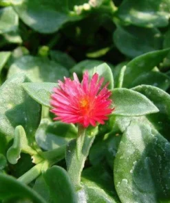 Red Apple Aptenia Live Plant – Spreading Succulent – 2 Pack – 4-6 Inches Tall – Outdoor Ground Cover - Image 4