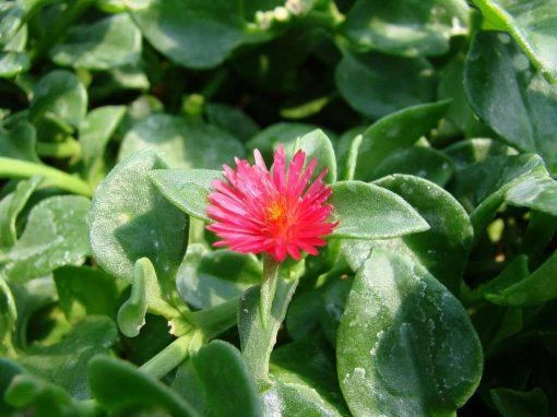 Red Apple Aptenia Live Plant – Spreading Succulent – 2 Pack – 4-6 Inches Tall – Outdoor Ground Cover - Image 4