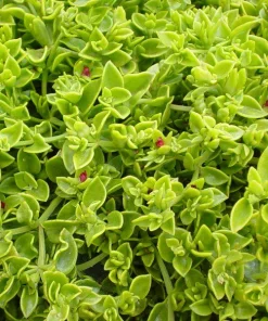 Red Apple Aptenia Live Plant – Spreading Succulent – 2 Pack – 4-6 Inches Tall – Outdoor Ground Cover - Image 5
