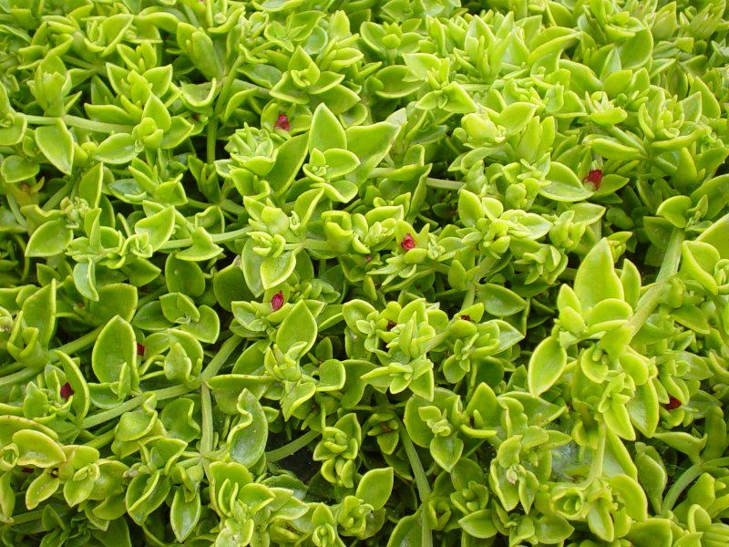 Red Apple Aptenia Live Plant – Spreading Succulent – 2 Pack – 4-6 Inches Tall – Outdoor Ground Cover - Image 5
