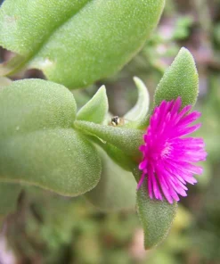 Red Apple Aptenia Live Plant – Spreading Succulent – 2 Pack – 4-6 Inches Tall – Outdoor Ground Cover - Image 6
