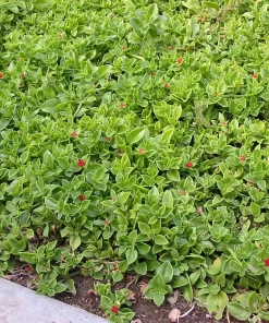 Red Apple Aptenia Live Plant – Spreading Succulent – 2 Pack – 4-6 Inches Tall – Outdoor Ground Cover - Image 7