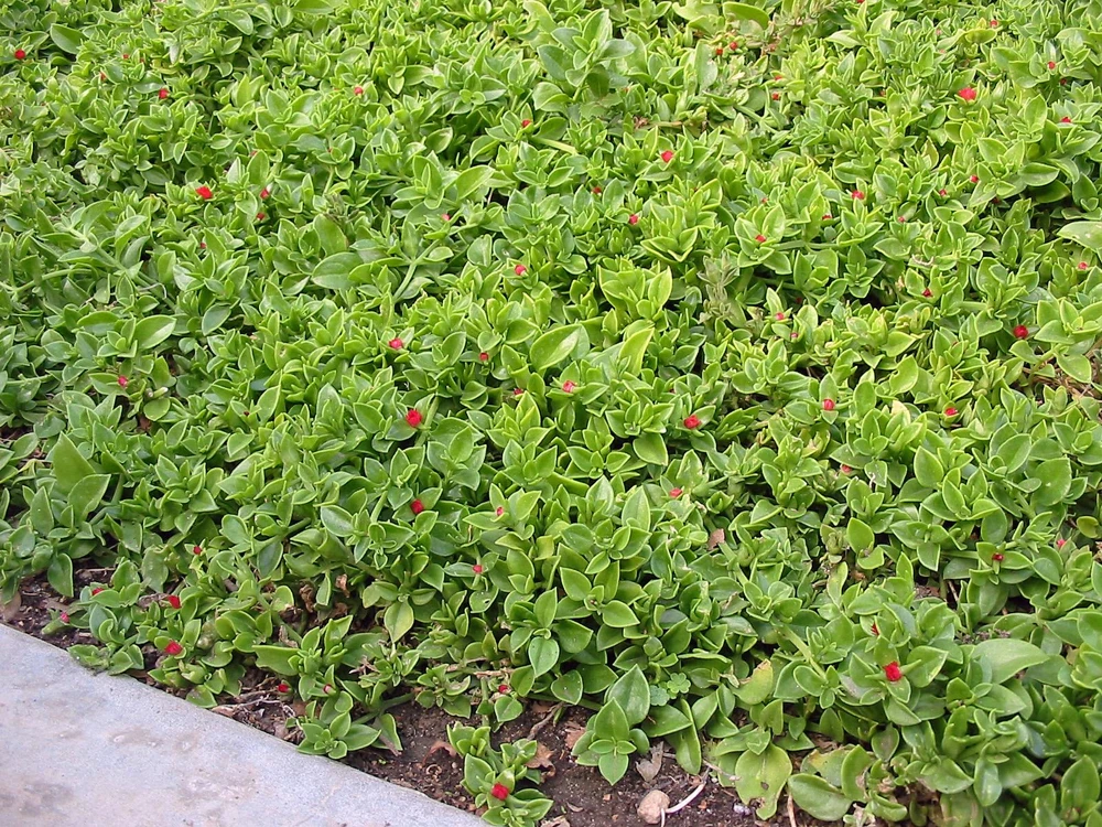 Red Apple Aptenia Live Plant – Spreading Succulent – 2 Pack – 4-6 Inches Tall – Outdoor Ground Cover - Image 7