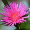 Red Apple Aptenia Live Plant – Spreading Succulent – 2 Pack – 4-6 Inches Tall – Outdoor Ground Cover - Image 1