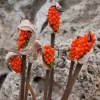 Red Arum Cyrenaicum Flower Seeds - 10 Deep Red Arum Seeds - Image 1